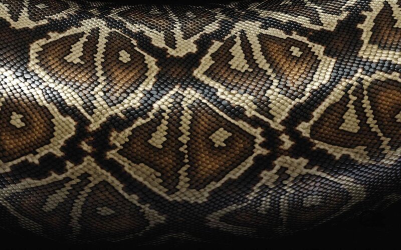 Python Snake Skin — Brown, Textured, Photograph