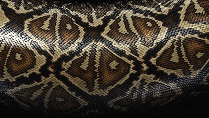 Python Snake Skin — Brown