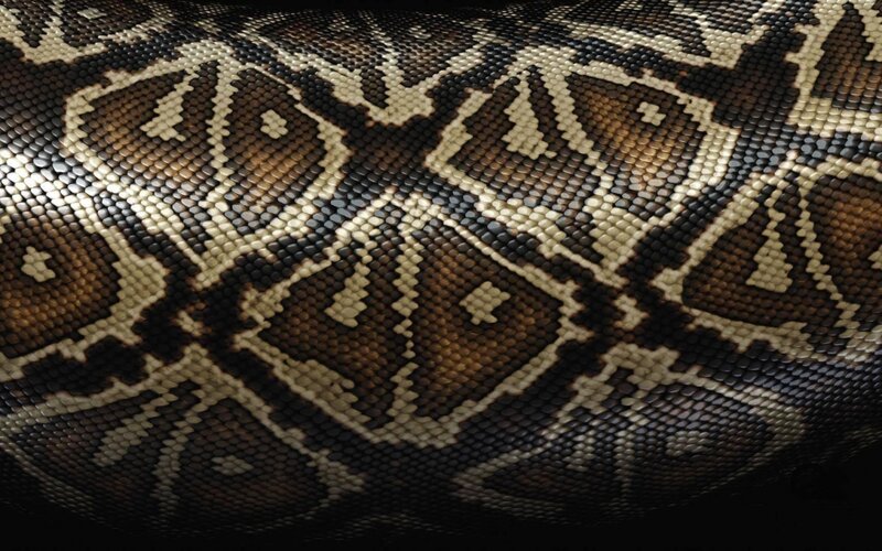 Python Snake Skin