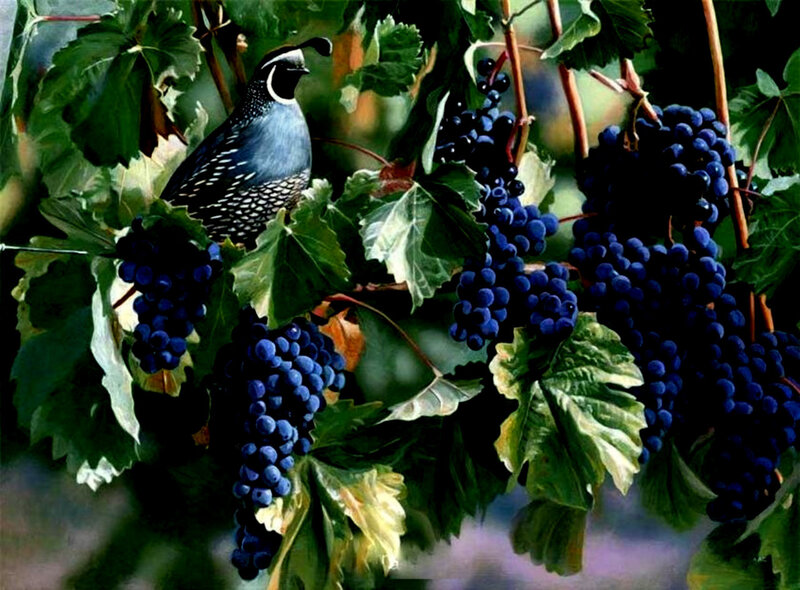 Quail among grape clusters