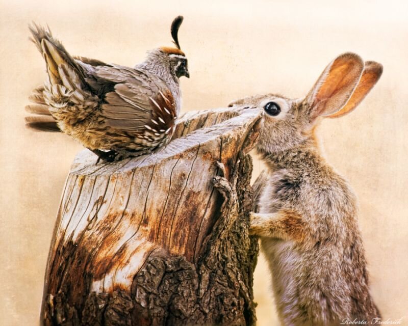 Quail and Rabbit on Stump