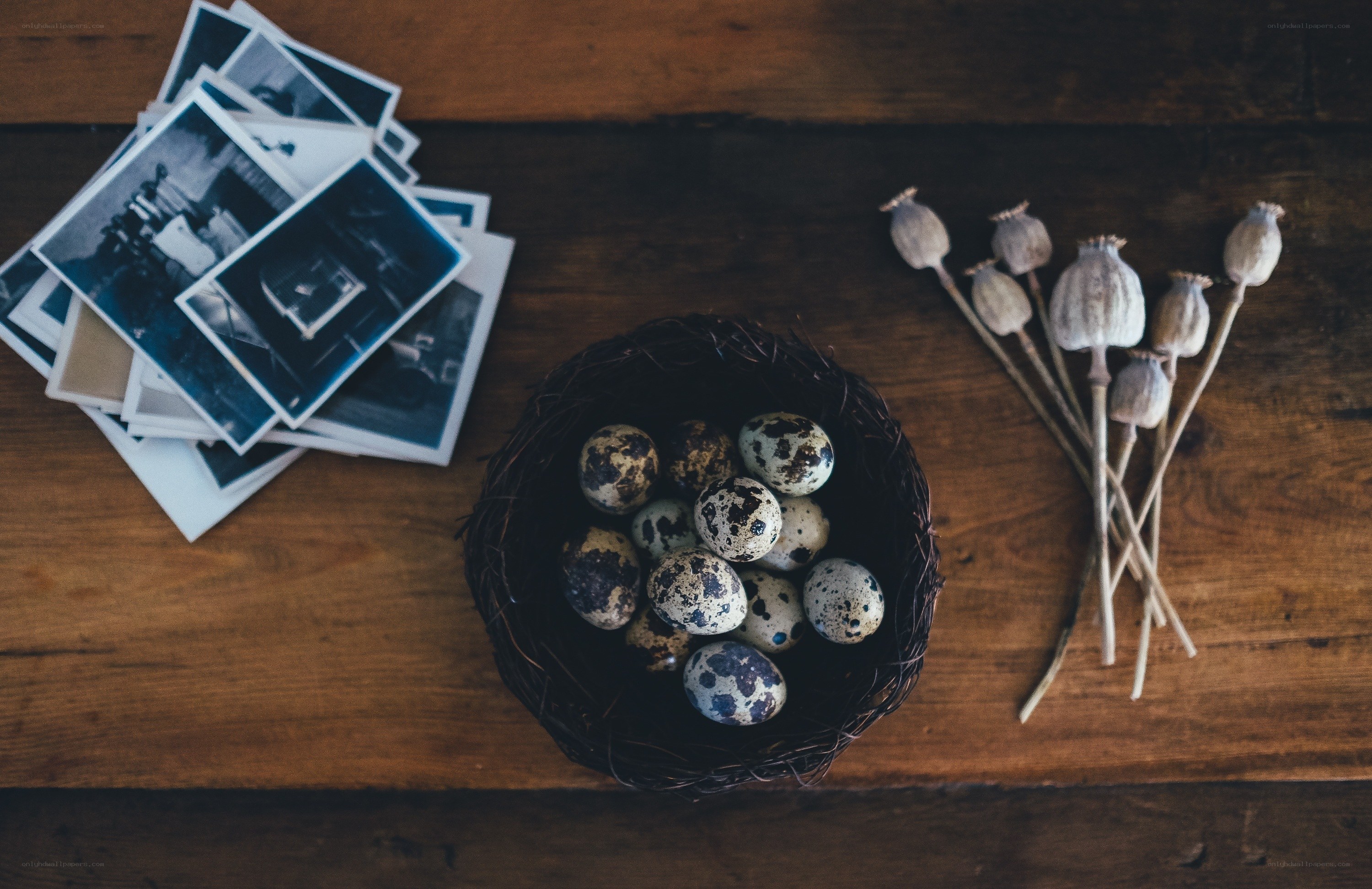 Quail eggs in a nest