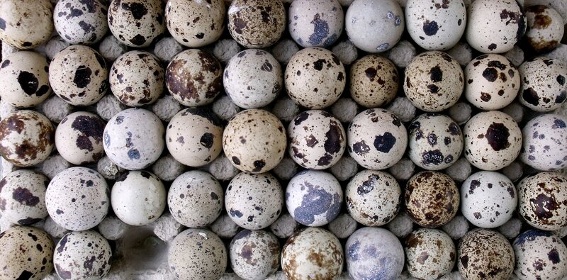 Quail Eggs in Carton
