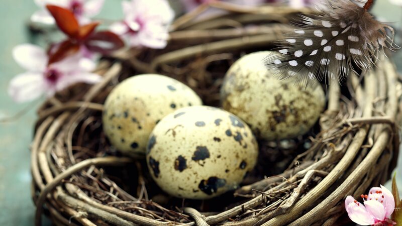 Quail Eggs in Nest — Brown