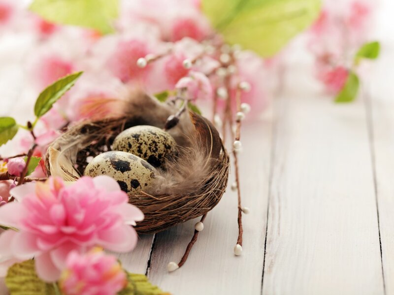 Quail Eggs in Nest — Pink