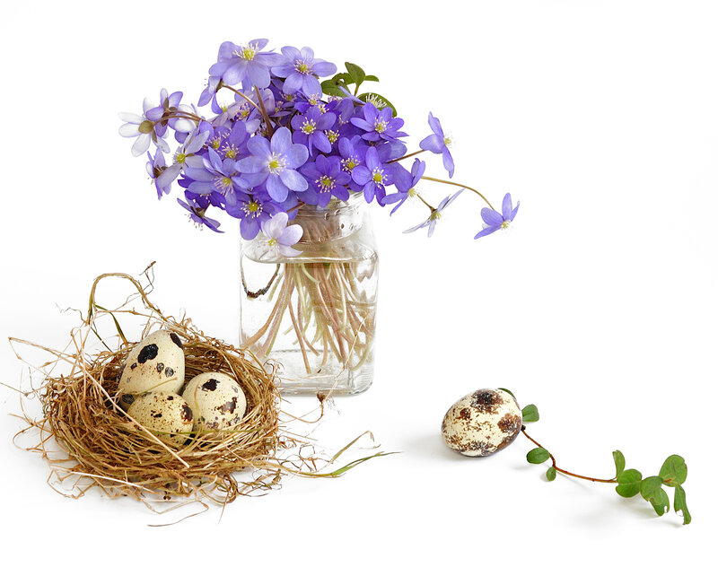 Quail Eggs in Nest — Purple
