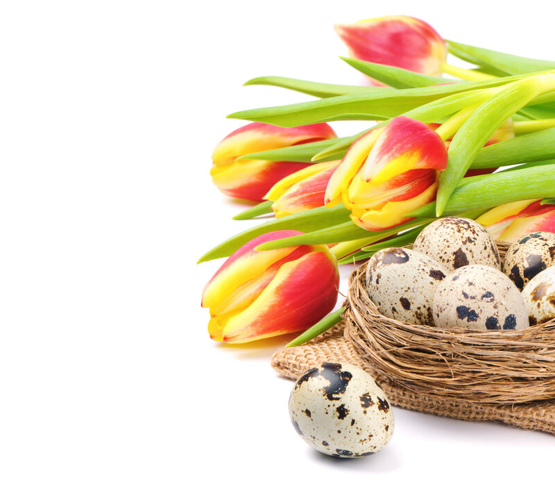 Quail Eggs in Nest — Red
