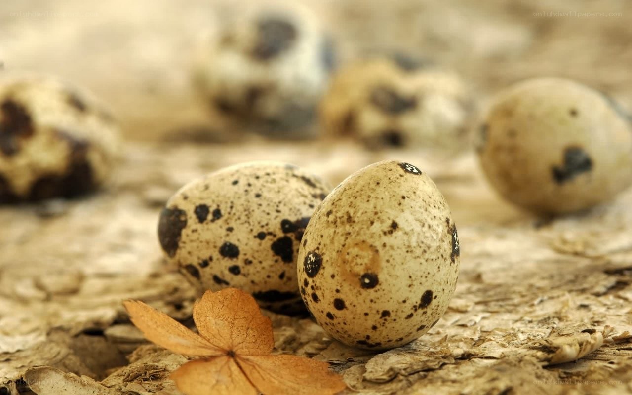 quail eggs on autumn leaves