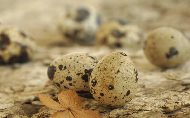 Quail Eggs on Wood — Brown