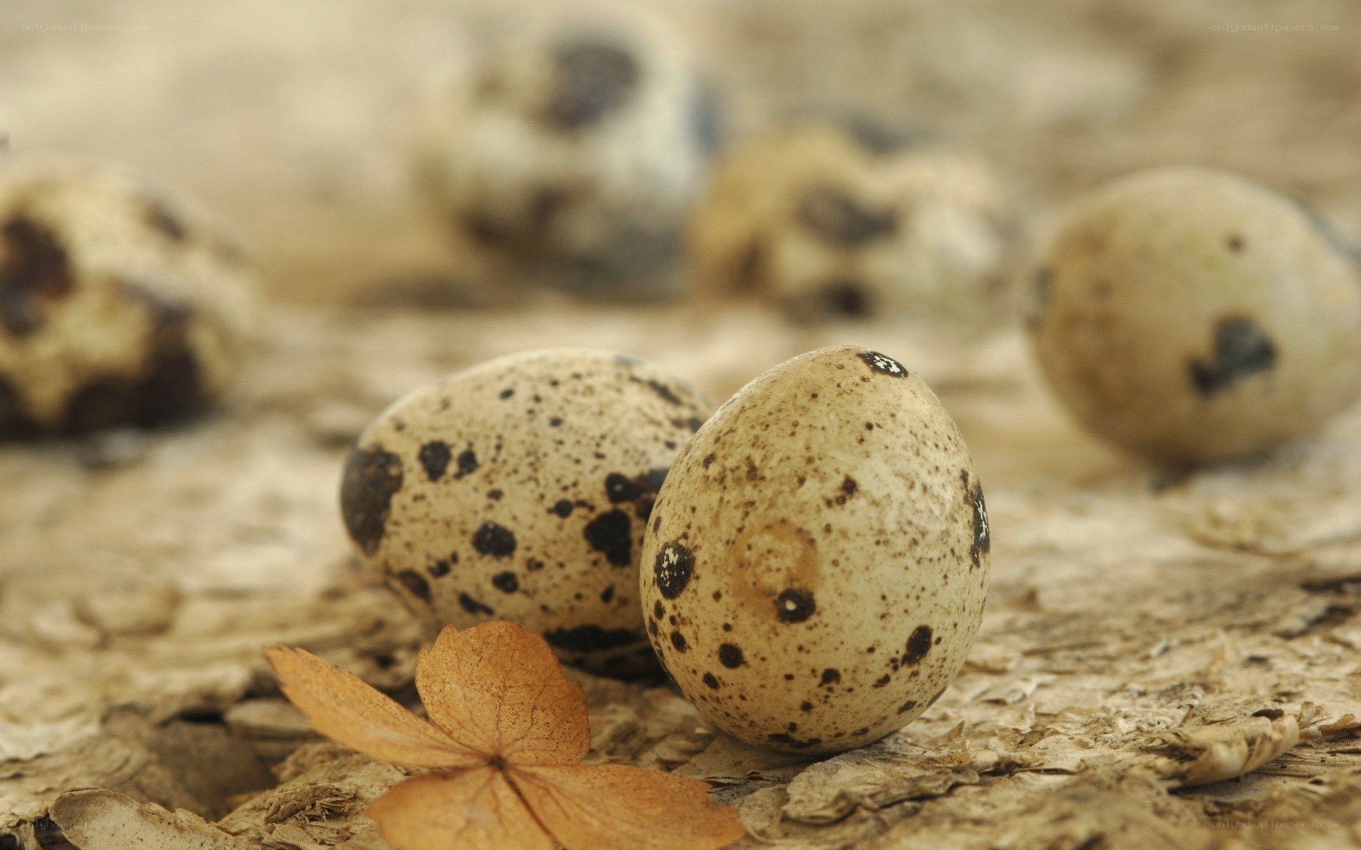 quail eggs on wood