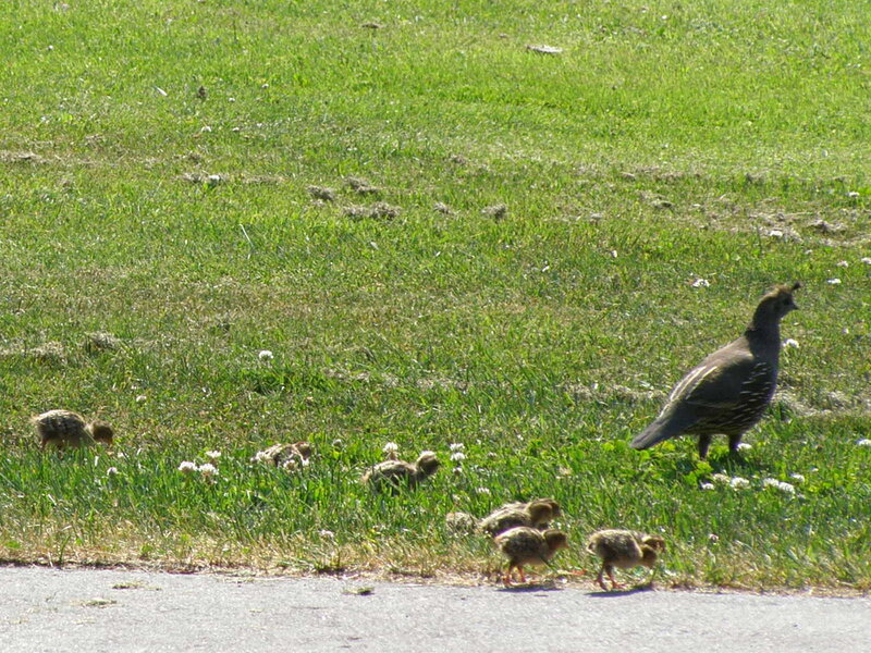 Quail family on a grassy field