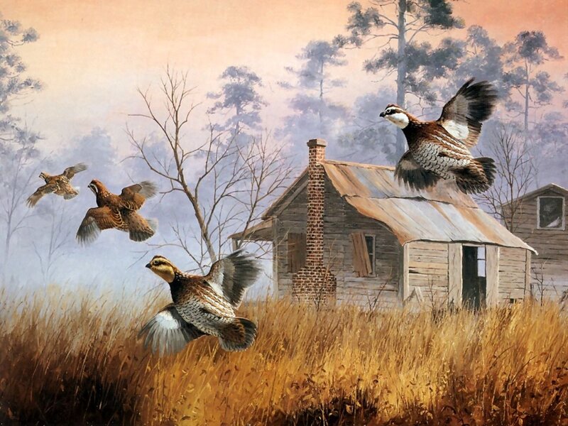 Quail Flying over Cabin