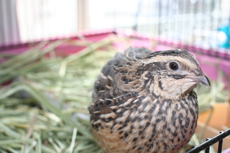 quail in a cage