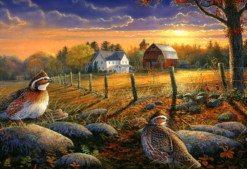 Quail in Autumn Field