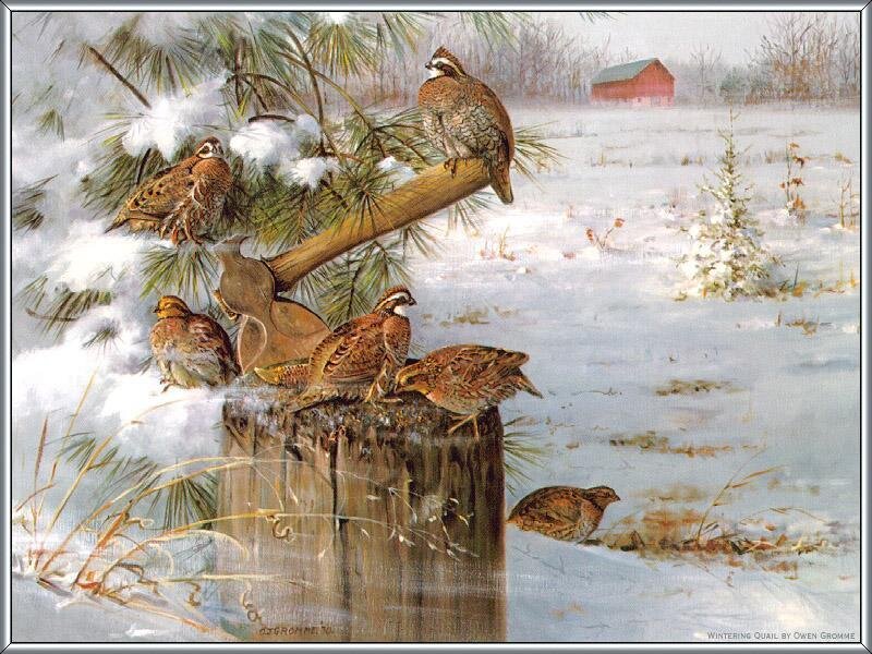 Quail in Winter Scene