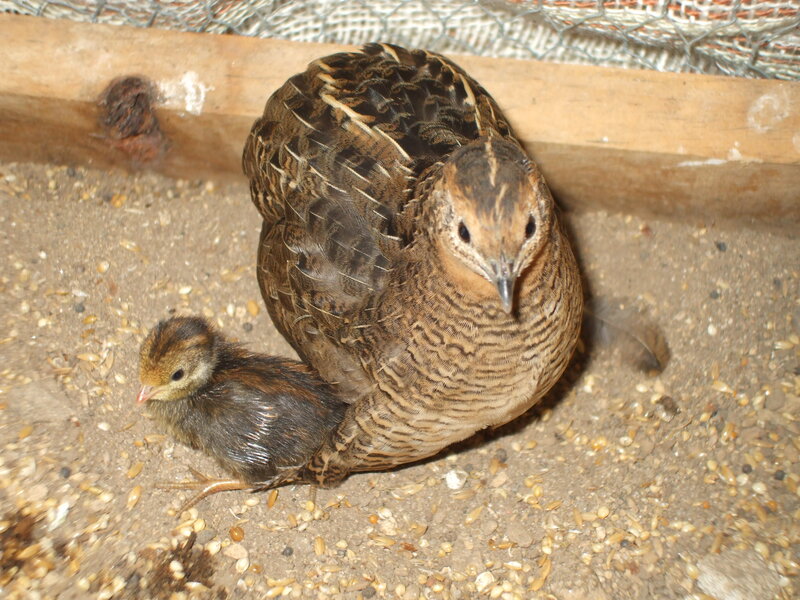 Quail Mother with Chick