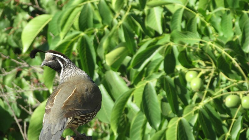 Quail on a Branch — Green