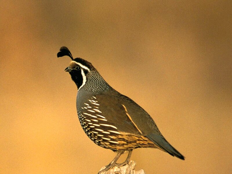Quail on a Branch