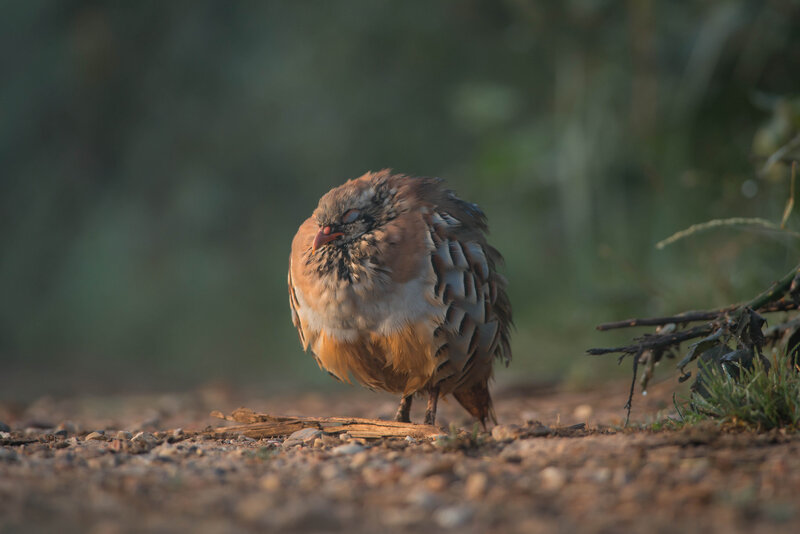 quail on a dirt path