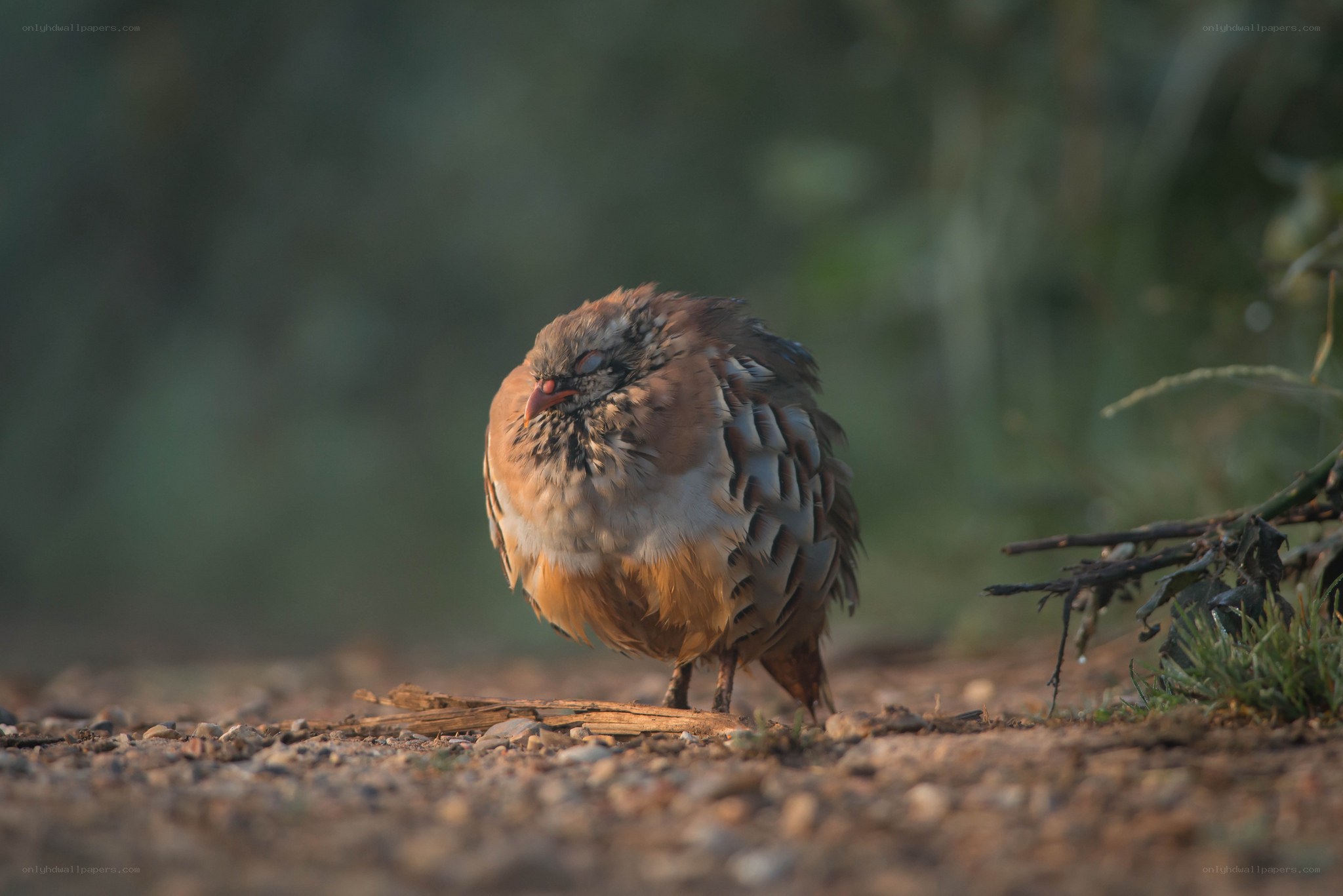 quail on a dirt path