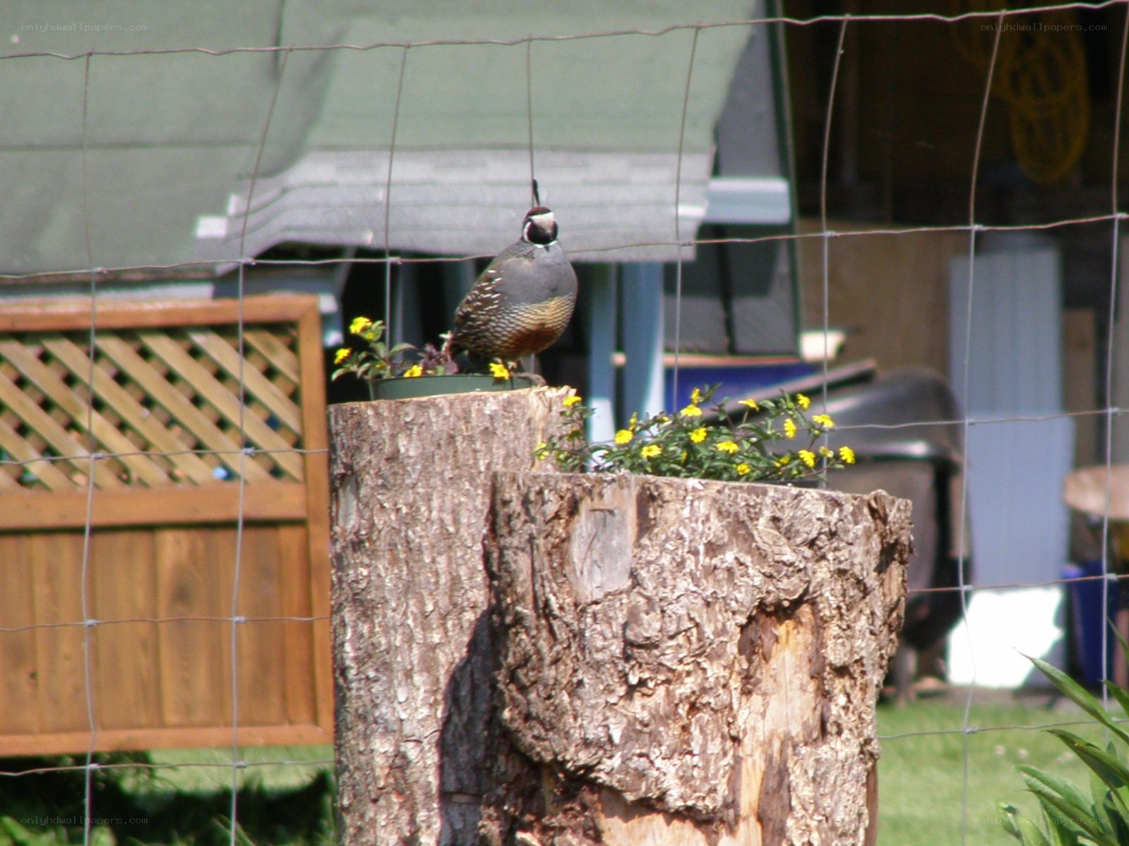 quail on a tree stump