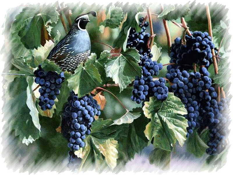 Quail on Grapevine