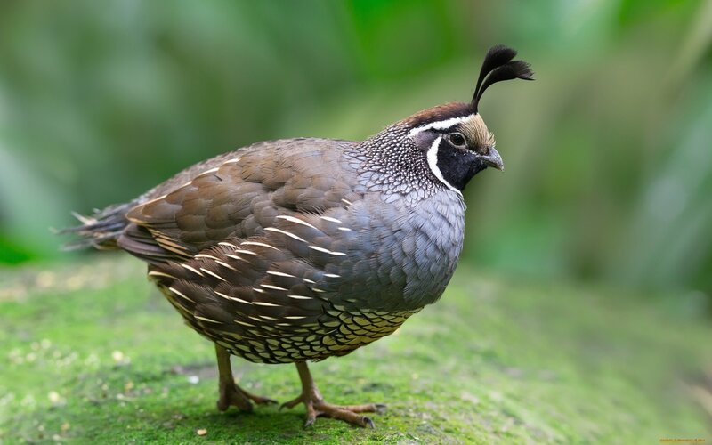 Quail on Mossy Ground