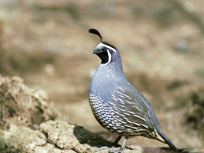 Quail on Rocky Ground