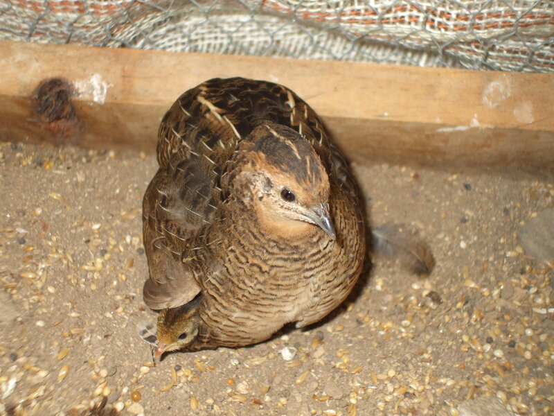Quail with Chick