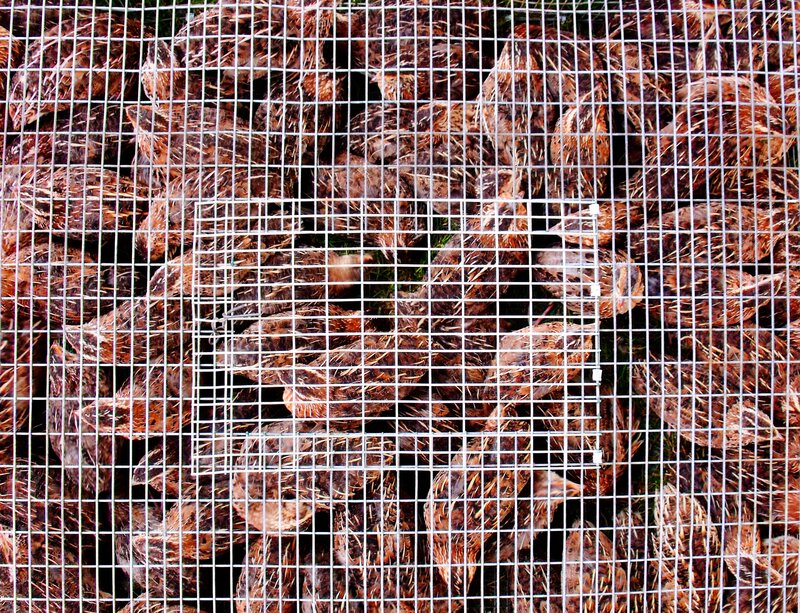 Quails in a Cage