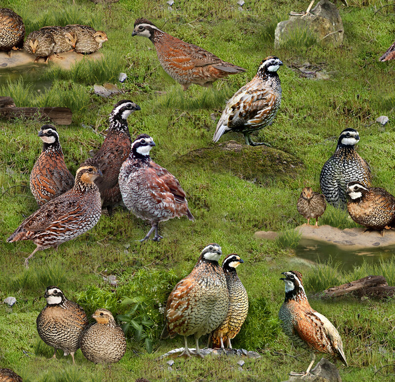 Quails in Grassy Field