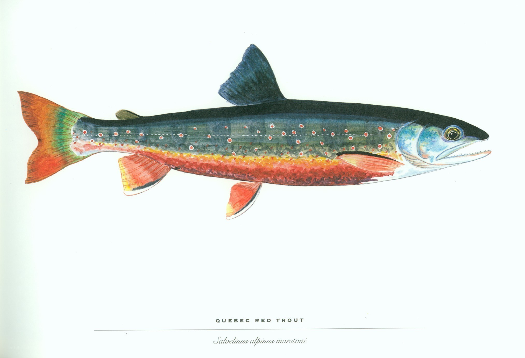 Quebec Red Trout illustration