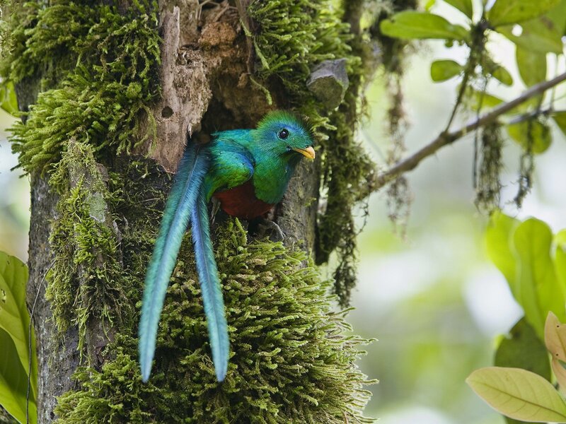 quetzal bird in mossy tree