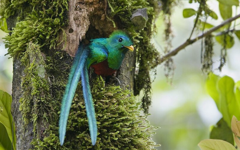 quetzal bird in mossy tree