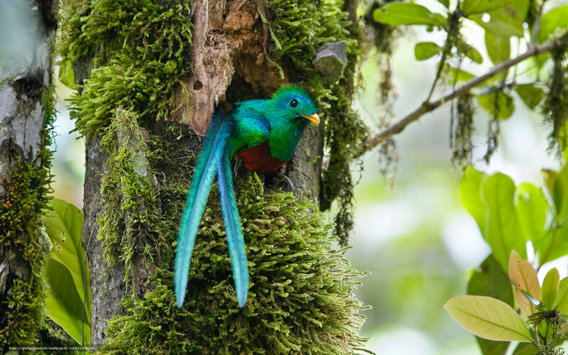 quetzal bird in mossy tree