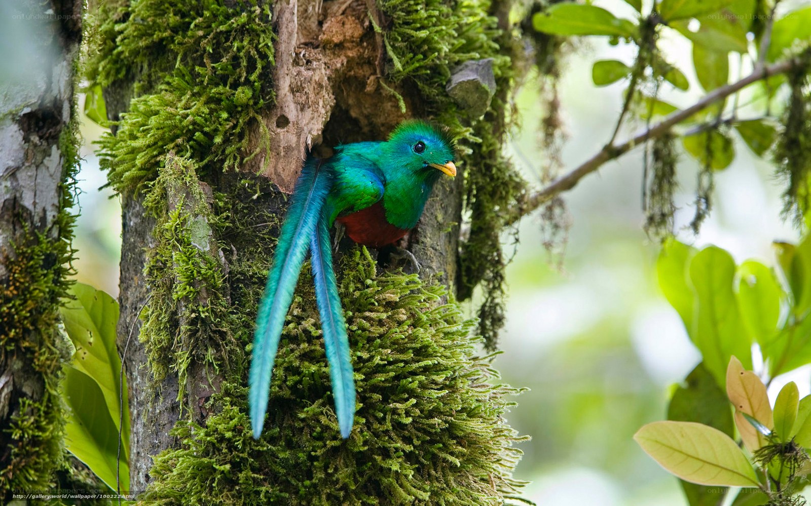 quetzal bird in mossy tree