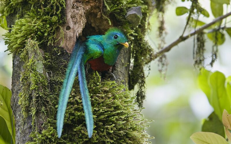 quetzal bird in tree