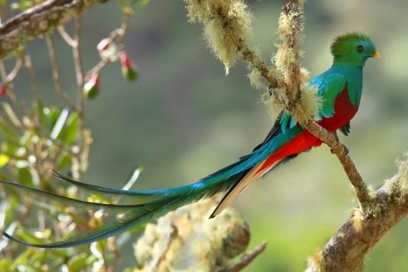 quetzal bird on a branch