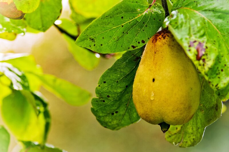 quince fruit on a tree