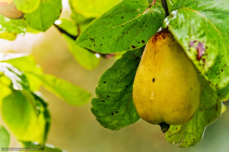 Quince Fruit on Tree