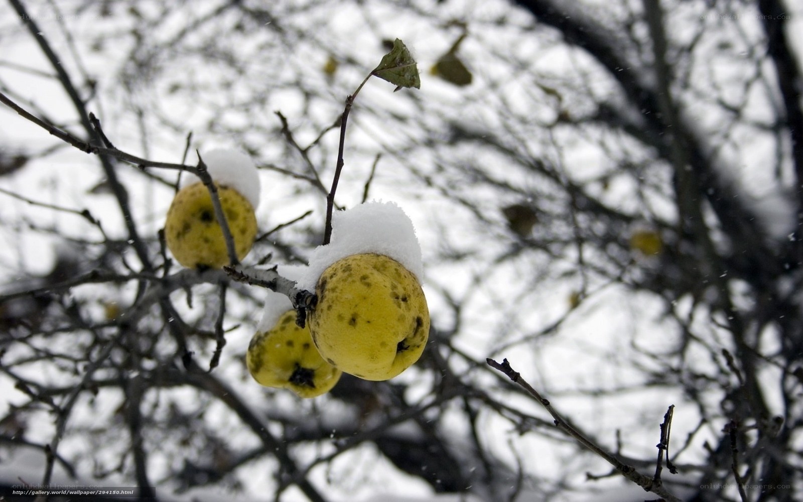 Quinces in the snow