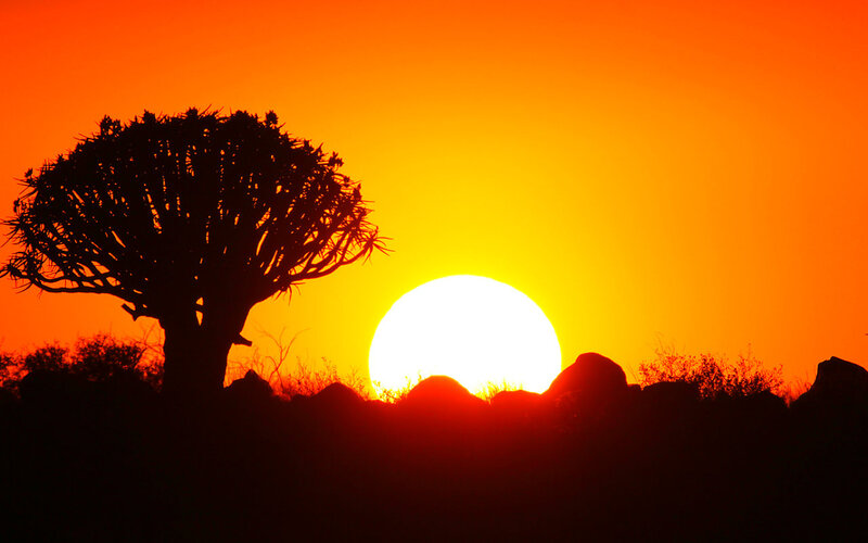Quiver Tree at Sunset