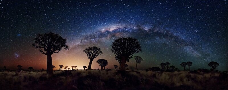 Quiver Tree Forest — Blue