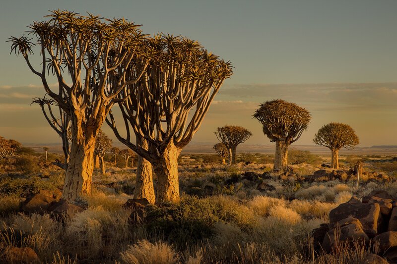 Quiver Tree Forest
