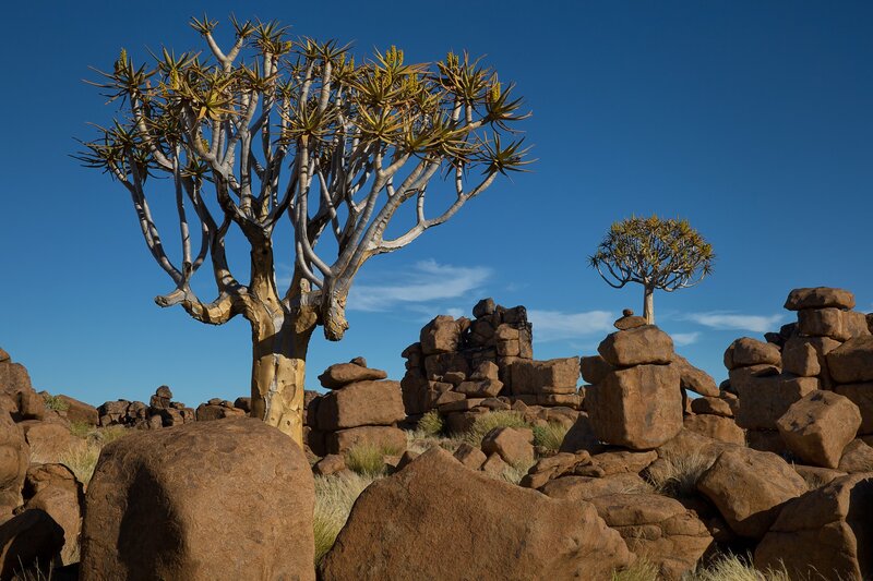 Quiver Tree in Desert — Blue, Arid
