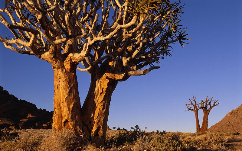 Quiver Tree in Desert — Blue, Serene, Sunset