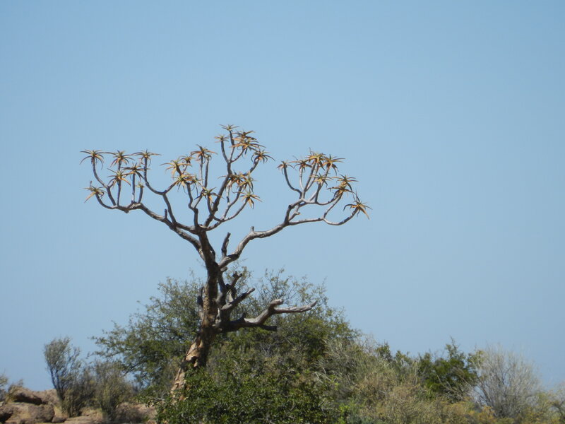 Quiver Tree in Desert — Blue, Serene