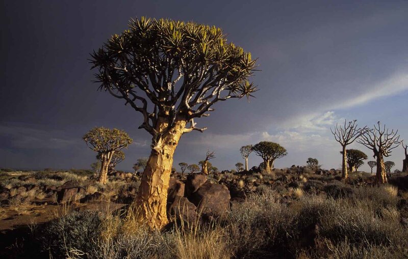 Quiver Tree in Desert