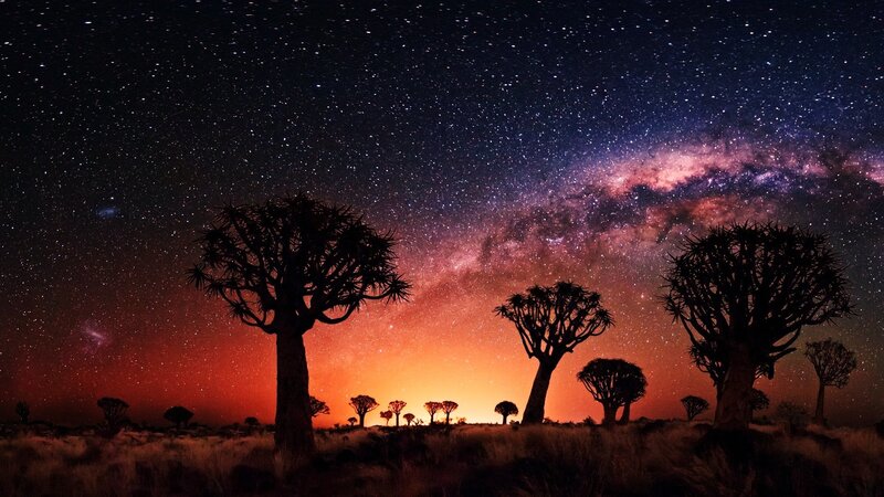 Quiver Tree Silhouettes