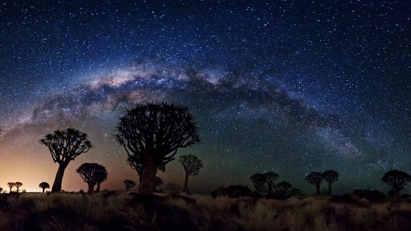 Quiver Tree under Stars — Blue, Serene